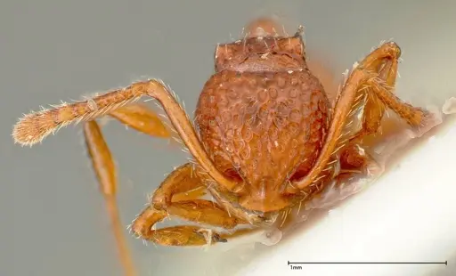 Pristomyrmex sulcatus specimen FOCOL0312 image focol0312_2