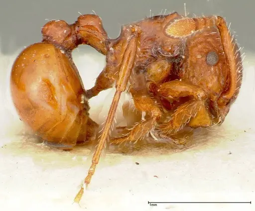 Pristomyrmex sulcatus specimen FOCOL0312 image focol0312_3