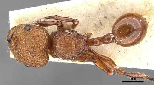 Pristomyrmex trachylissus specimen CASENT0901717 image casent0901717_1