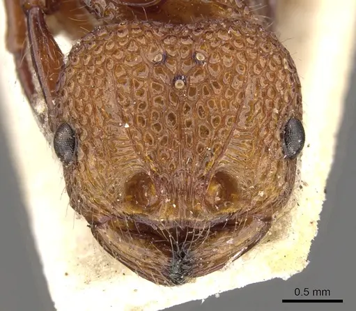 Pristomyrmex trachylissus specimen CASENT0901717 image casent0901717_2
