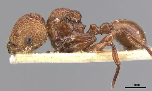 Pristomyrmex trachylissus specimen CASENT0901717 image casent0901717_3