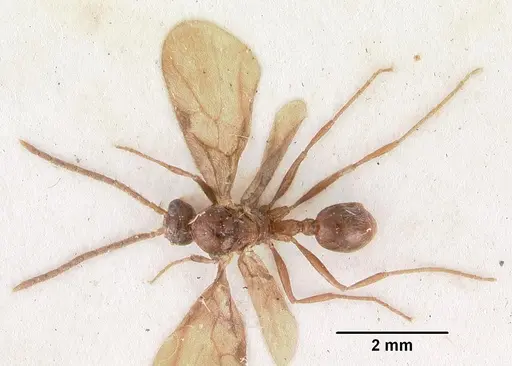 Pristomyrmex trispinosus specimen CASENT0102284 image casent0102284_1