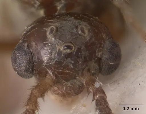 Pristomyrmex trispinosus specimen CASENT0102284 image casent0102284_2