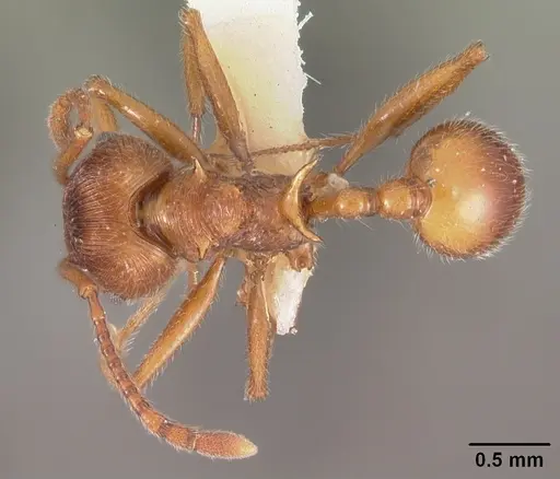 Pristomyrmex trispinosus specimen CASENT0102285 image casent0102285_1