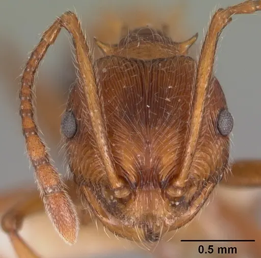 Pristomyrmex trispinosus specimen CASENT0102285 image casent0102285_2