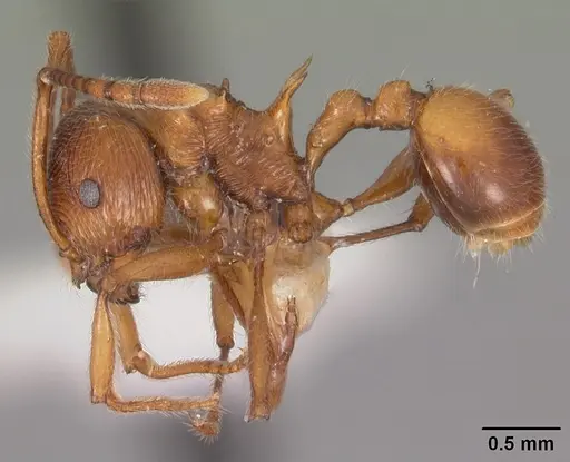 Pristomyrmex trispinosus specimen CASENT0102285 image casent0102285_3