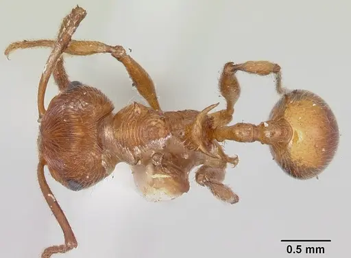 Pristomyrmex trispinosus specimen CASENT0103300 image casent0103300_1