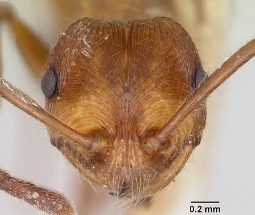 Pristomyrmex trispinosus specimen CASENT0103300 image casent0103300_2