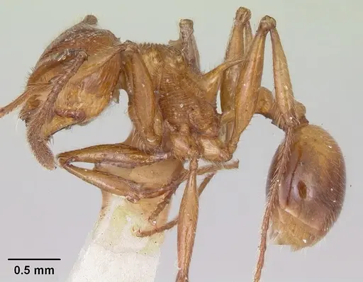 Pristomyrmex trispinosus specimen CASENT0103300 image casent0103300_3
