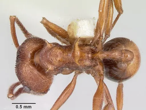 Pristomyrmex trispinosus specimen CASENT0103301 image casent0103301_1