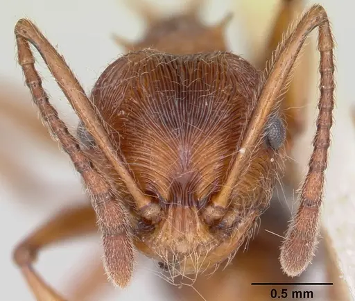 Pristomyrmex trispinosus specimen CASENT0103301 image casent0103301_2