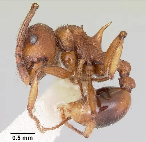 Pristomyrmex trispinosus specimen CASENT0103301 image casent0103301_3