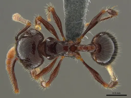 Pristomyrmex trogor specimen CASENT0776096 image casent0776096_1