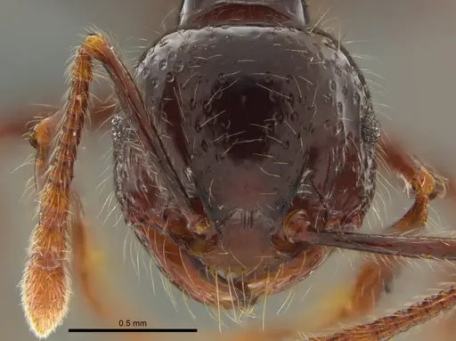 Pristomyrmex trogor specimen CASENT0776096 image casent0776096_2