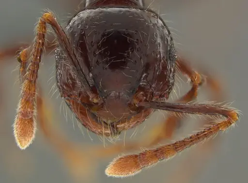 Pristomyrmex trogor specimen CASENT0776096 image casent0776096_3