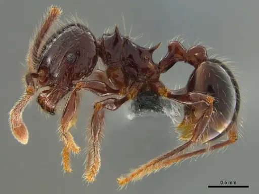 Pristomyrmex trogor specimen CASENT0776096 image casent0776096_4