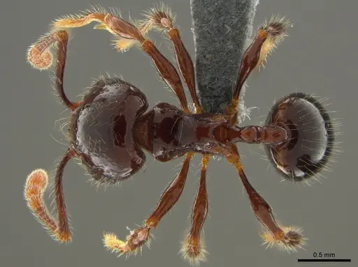 Pristomyrmex trogor specimen CASENT0776097 image casent0776097_1