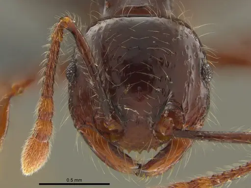 Pristomyrmex trogor specimen CASENT0776097 image casent0776097_2