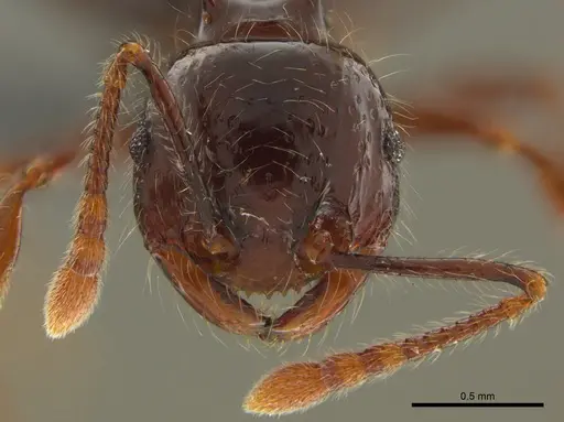 Pristomyrmex trogor specimen CASENT0776097 image casent0776097_3