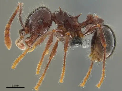 Pristomyrmex trogor specimen CASENT0776097 image casent0776097_4