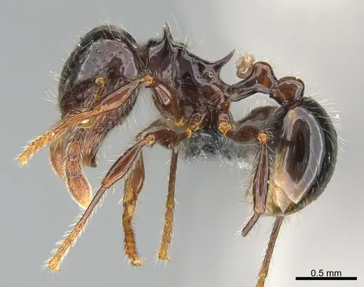 Pristomyrmex trogor specimen CASENT0776098 image casent0776098_1