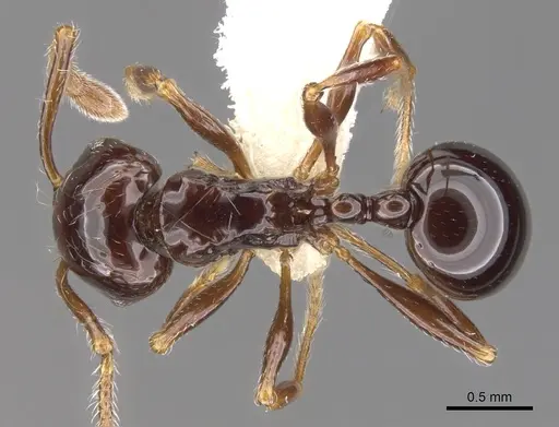 Pristomyrmex trogor specimen CASENT0901704 image casent0901704_1
