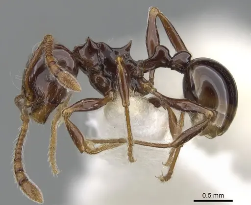 Pristomyrmex trogor specimen CASENT0901704 image casent0901704_3