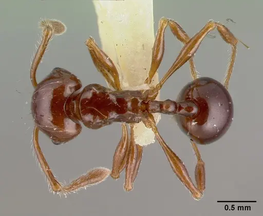 Pristomyrmex trogor specimen CASTYPE13686 image castype13686_1