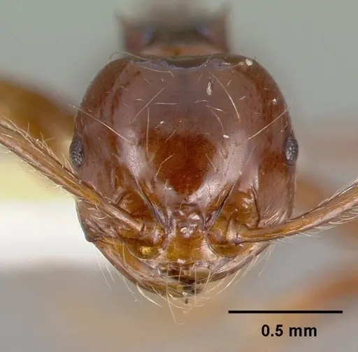 Pristomyrmex trogor specimen CASTYPE13686 image castype13686_2