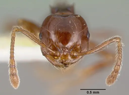 Pristomyrmex trogor specimen CASTYPE13686 image castype13686_3