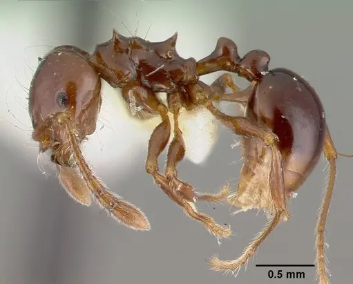 Pristomyrmex trogor specimen CASTYPE13686 image castype13686_4
