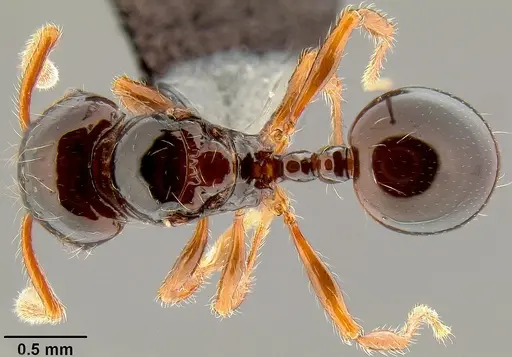 Pristomyrmex tsujii specimen CASENT0171143 image casent0171143_1