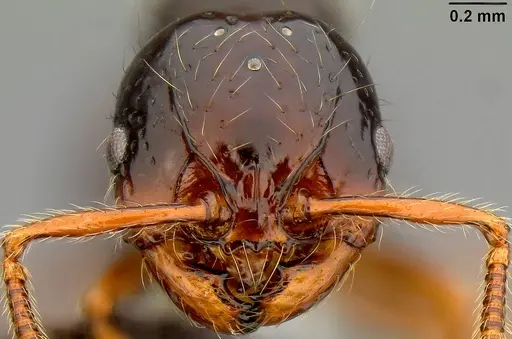 Pristomyrmex tsujii specimen CASENT0171143 image casent0171143_2