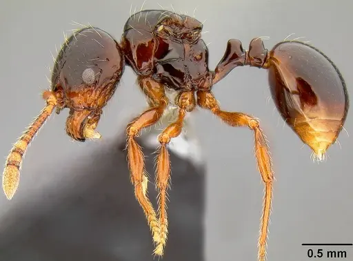 Pristomyrmex tsujii specimen CASENT0171143 image casent0171143_3