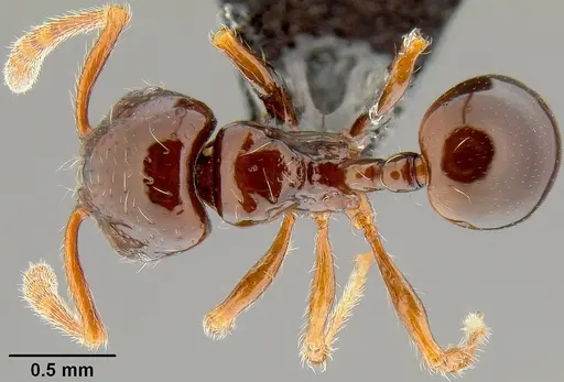 Pristomyrmex tsujii specimen CASENT0171144 image casent0171144_1