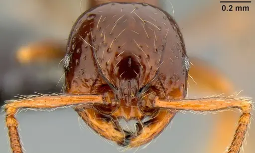 Pristomyrmex tsujii specimen CASENT0171144 image casent0171144_2