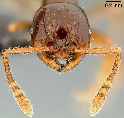Pristomyrmex tsujii specimen CASENT0171144 image casent0171144_3