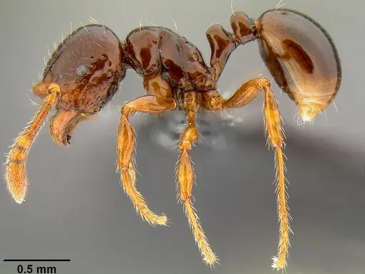 Pristomyrmex tsujii specimen CASENT0171144 image casent0171144_4