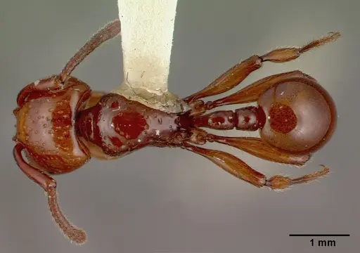 Pristomyrmex umbripennis specimen CASENT0010664 image casent0010664_1