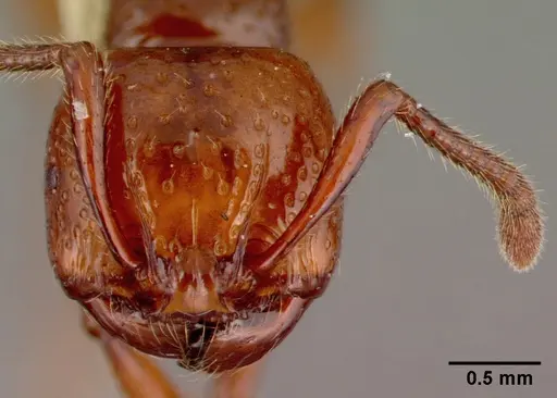 Pristomyrmex umbripennis specimen CASENT0010664 image casent0010664_2