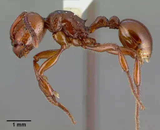 Pristomyrmex umbripennis specimen CASENT0010664 image casent0010664_3