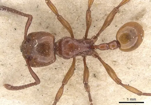 Pristomyrmex umbripennis specimen CASENT0901378 image casent0901378_1