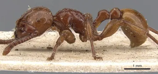 Pristomyrmex umbripennis specimen CASENT0901378 image casent0901378_3