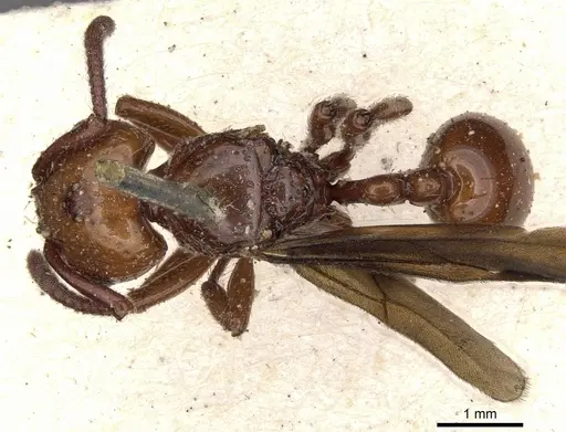 Pristomyrmex umbripennis specimen CASENT0901381 image casent0901381_1