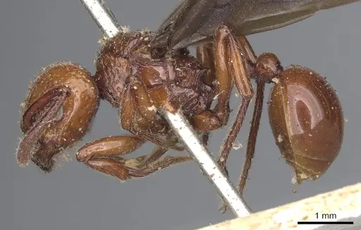 Pristomyrmex umbripennis specimen CASENT0901381 image casent0901381_3