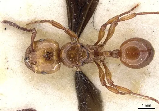 Pristomyrmex umbripennis specimen CASENT0901711 image casent0901711_1