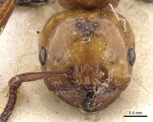 Pristomyrmex umbripennis specimen CASENT0901711 image casent0901711_2