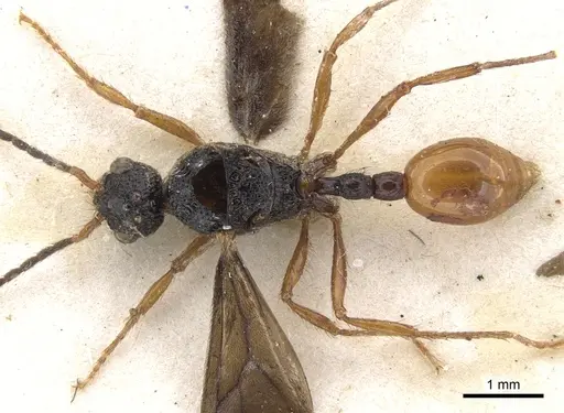 Pristomyrmex umbripennis specimen CASENT0901712 image casent0901712_1