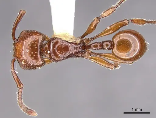 Pristomyrmex umbripennis specimen CASENT0901713 image casent0901713_1