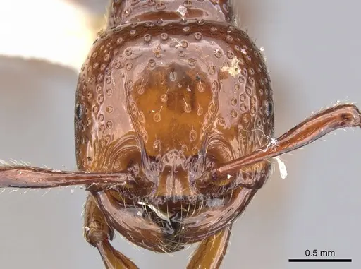 Pristomyrmex umbripennis specimen CASENT0901713 image casent0901713_2